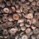 Arecanut-Warning