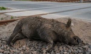 Wild-Boar-Deaths