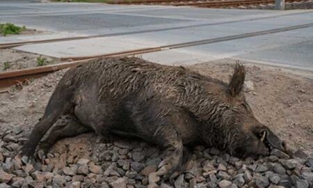 Wild-Boar-Deaths