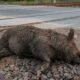 Wild-Boar-Deaths