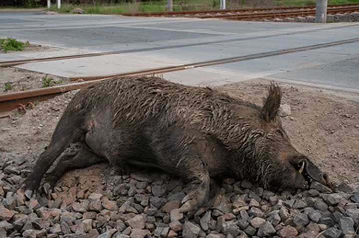 Wild-Boar-Deaths