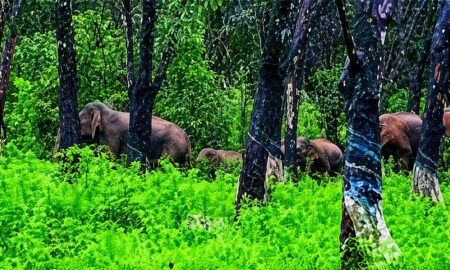 wild-elephant
