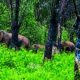 wild-elephant