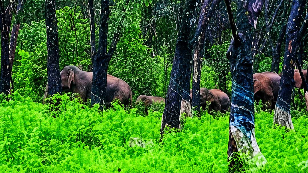 wild-elephant