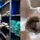 Egg-Shop