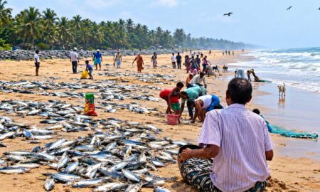 Sardine-Fish