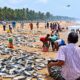 Sardine-Fish
