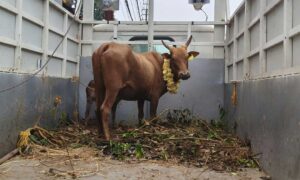 Eswarappa-Gosala